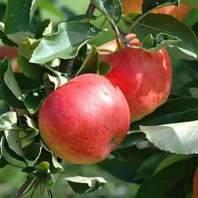 3 Graines de Pommier Commun, Malus domestica, pommier Domestique