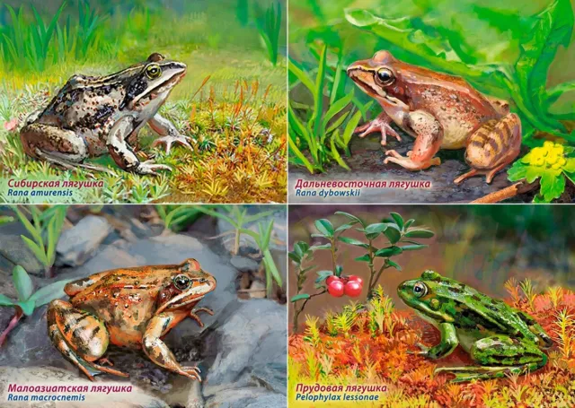 RUSSIA postcard 2021 - Fauna of Russia - Frogs (4 postcards)