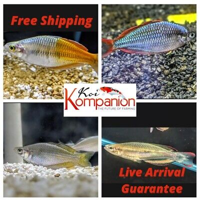3/5/10X/30X Assorted Rainbowfish Freshwater Fish Free Shipping