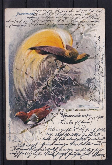 H585 Ansichtskarte PARADIESVOGEL gelauben ab Dar-Es-Salaam DOA Deutsch-Ostafrika