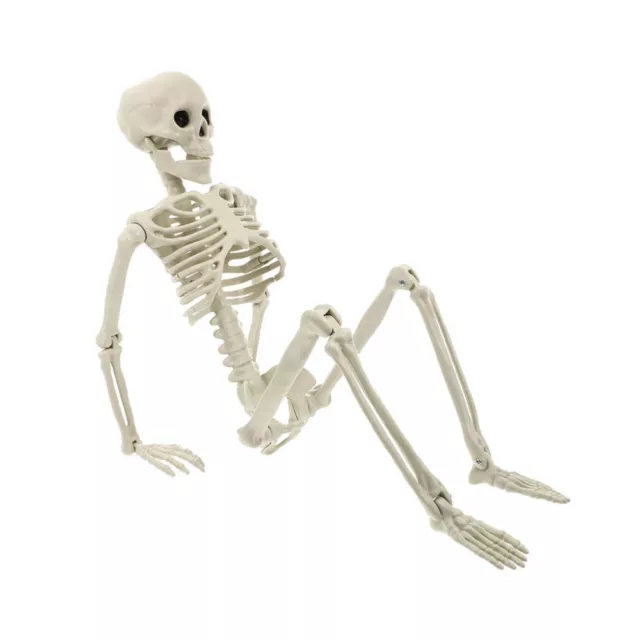 Human Bone Skeleton Model for Medical Education and Halloween Decoration