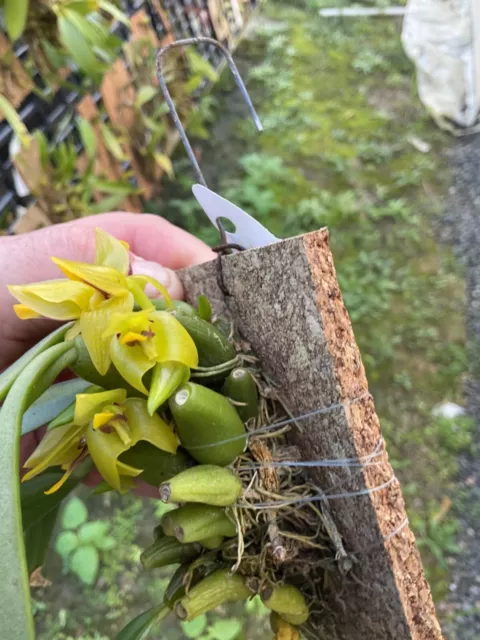 orchid species-Trias nasuta -Vietnam