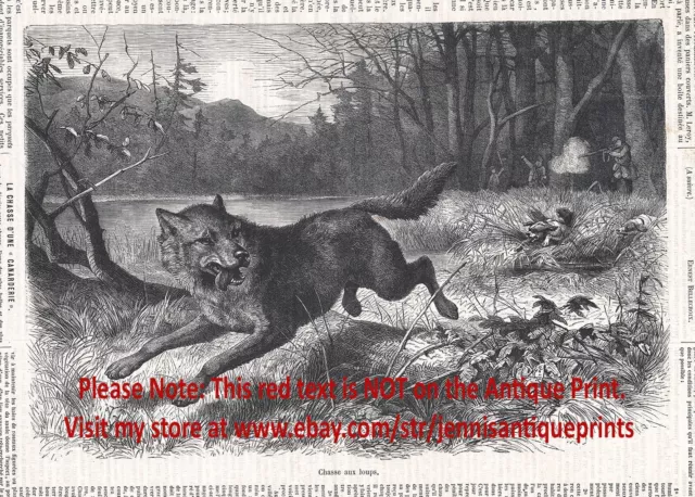 Wolf Hunting, Dramatic Large Historic 1870s Antique Engraving Print & Article
