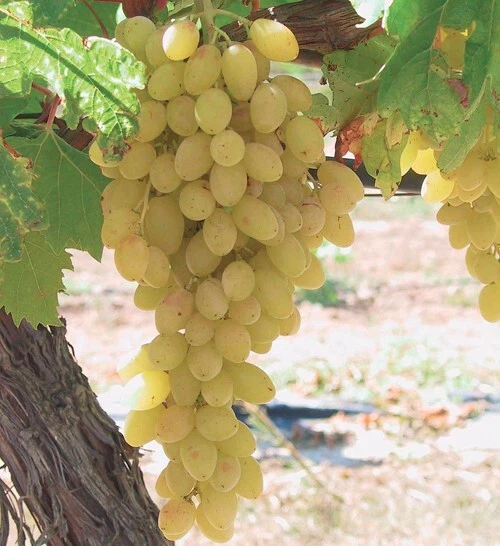 veredelte  kernlose pilzfeste Weinrebe "Stoletie"