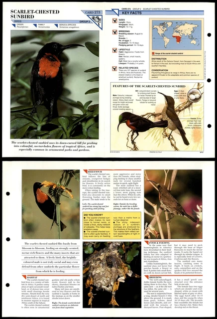 SCARLET-CHESTED SUNBIRD #273 Birds Wildlife Fact File Fold-Out Card £1. ...