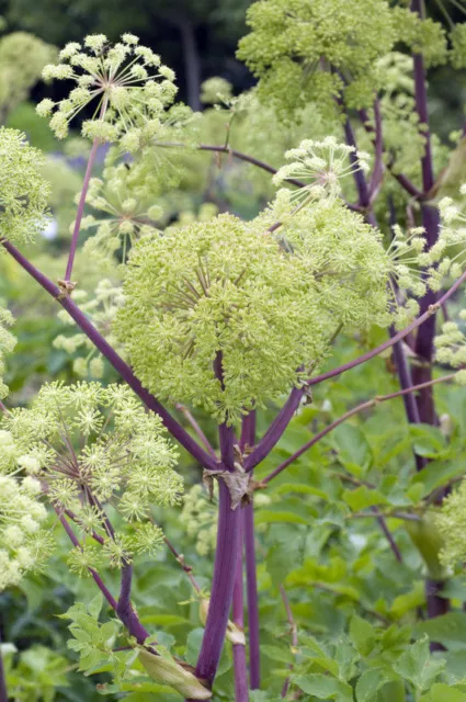 SAMEN Angelikawurzel Wildstaude Angelica archangelica Kräutergarten Kübelpflan