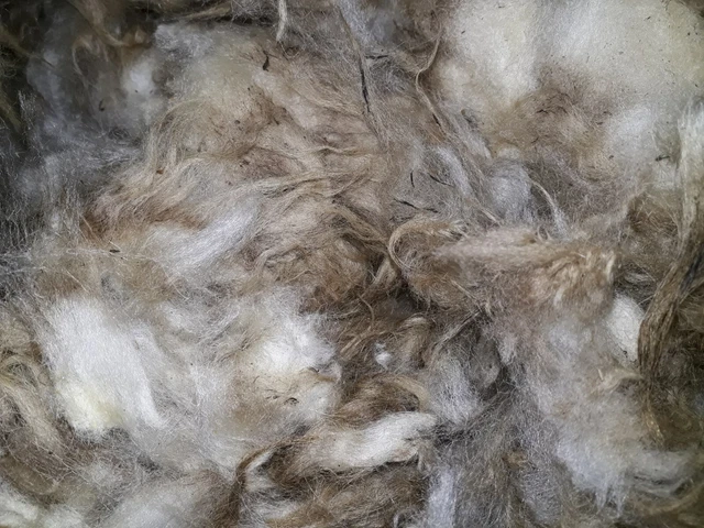 5 KG &SCHAFWOLLE& Rohwolle Bergschaf Düngen Schafe Schur Wolle EUR 11