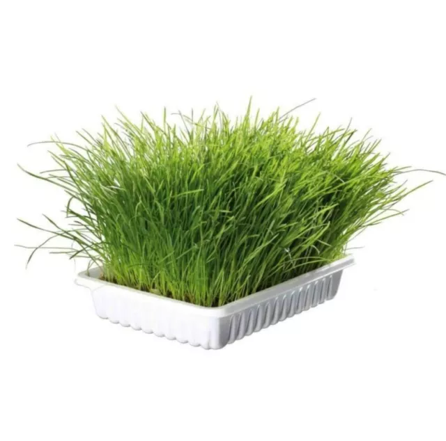 Trixie Cat Grass Seeds & Tray Kit 100g - Aids Digestion, Helps With Hairballs 3