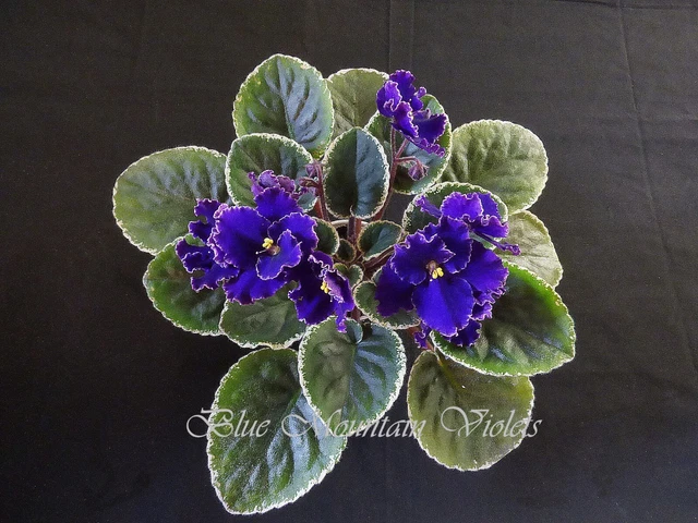 African Violet LEAF POT "Cajun's Just In Time"