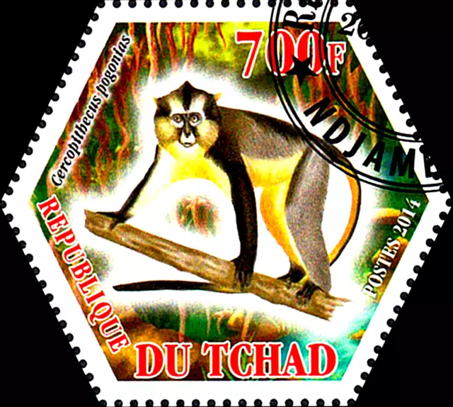 Tier Wildtier Affe Primat Kronenmeerkatze Meerkatze Tierwelt Fauna Natur / 439