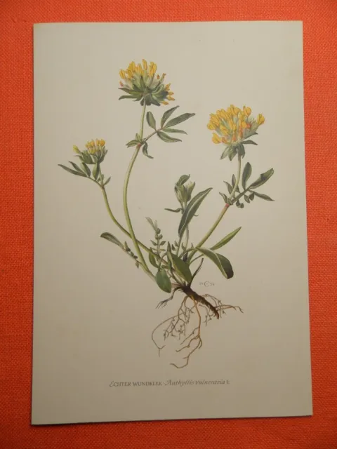 Echter Wundklee  Tannenklee Anthyllis vulneraria Volksmedizin  Farbdruck 1954