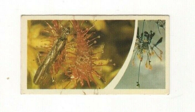 Brooke Bond Microscopic Images 1981 Sundew