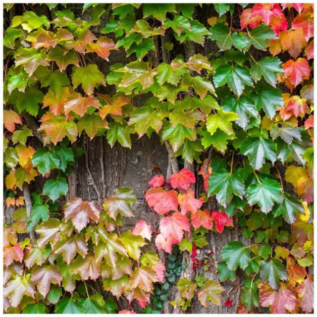 Parthenocissus tricuspidata 'Veitchii' / Boston Ivy In a 2L Pot