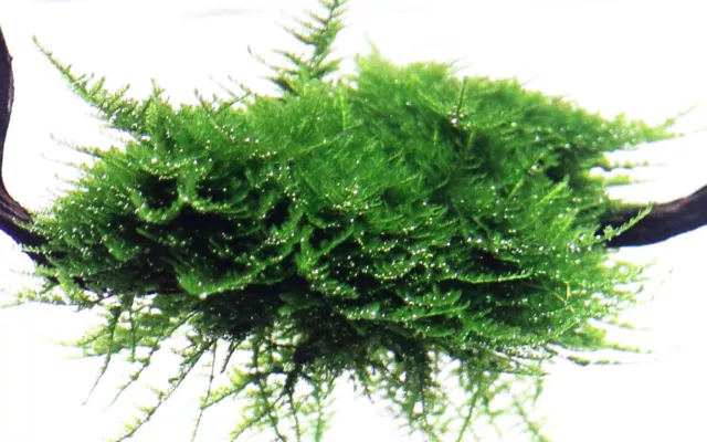 Vesicularia montagnei 'Christmas Moss' - Invitro Aquarium Moos  Tropica 003A TC