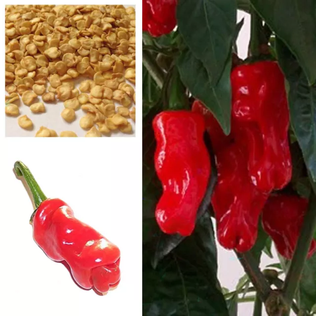 Penis Chilli Red Hot Peter Pepper Willy Chillies, Buy 2 Get 15% Discount