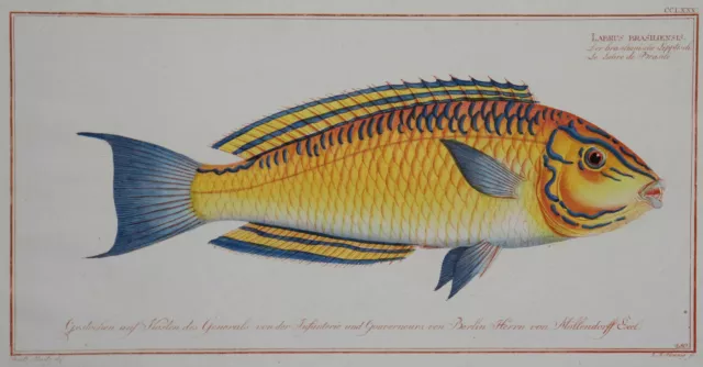 Der brasilianische Lippfisch - Labrus - Hennig / Bloch - Orig. Kupferstich 1795