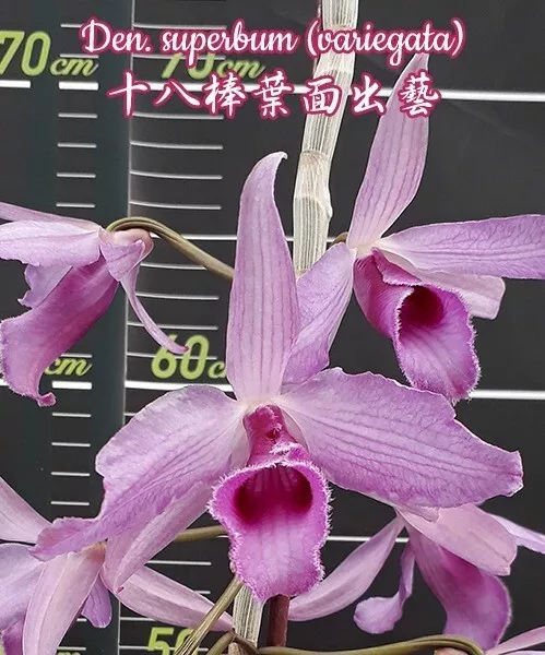 Orchid Orchidee Dendrobium superbum (variegata) (22 Pr)