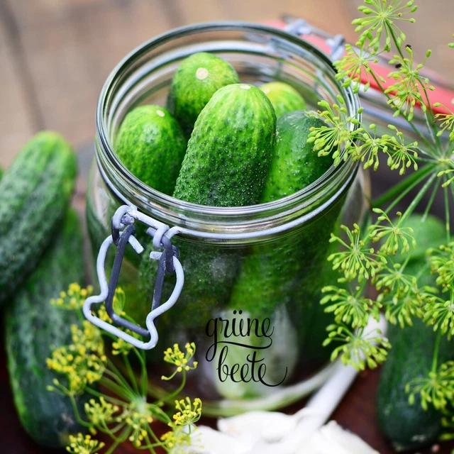 INSERT CUCUMBER 'HOKUS' 10 Seeds CUCUMIS SATIVUS Bitter Free YIELD ...