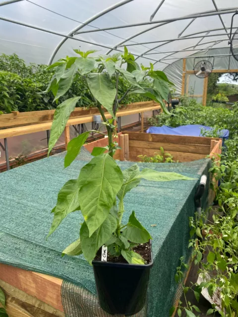 Chilli Pot Plants. Large plants. PRE-ORDER for end June onwards.