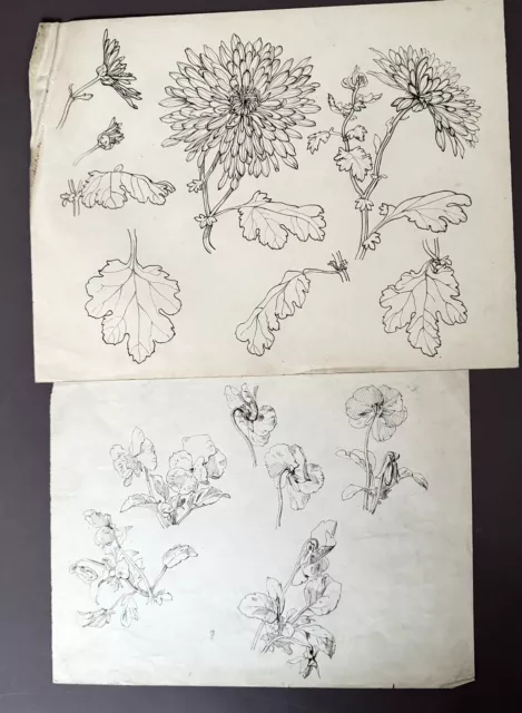 Deux Dessins Anciens Etude De Fleur Plume Sur Papier XIXème