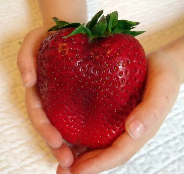 Fragola Gigante - Giant Strawberry, 50 Semi + Omaggio + Spedizione Gratis