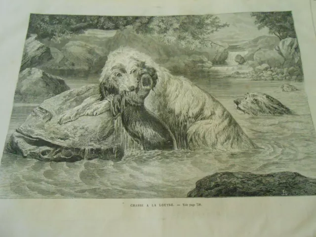 Gravure 1874 - Chasse à la Loutre Les chiens dans l'eau