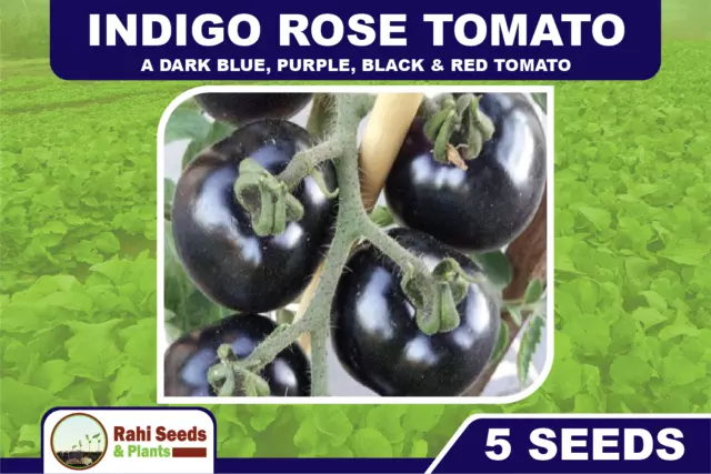 Indigo Rose: A Dark Blue, Purple, Black & Red Tomato - 5 Seeds