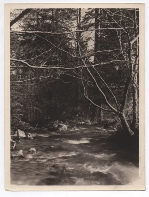 PHOTO ANCIENNE Forêt Torrent Eau Rivière Arbre Sapin France ? Vers 1940