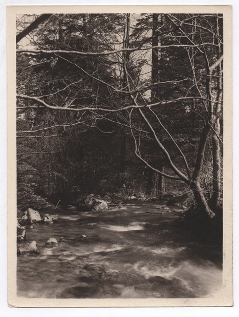 PHOTO ANCIENNE Forêt Torrent Eau Rivière Arbre Sapin France ? Vers 1940