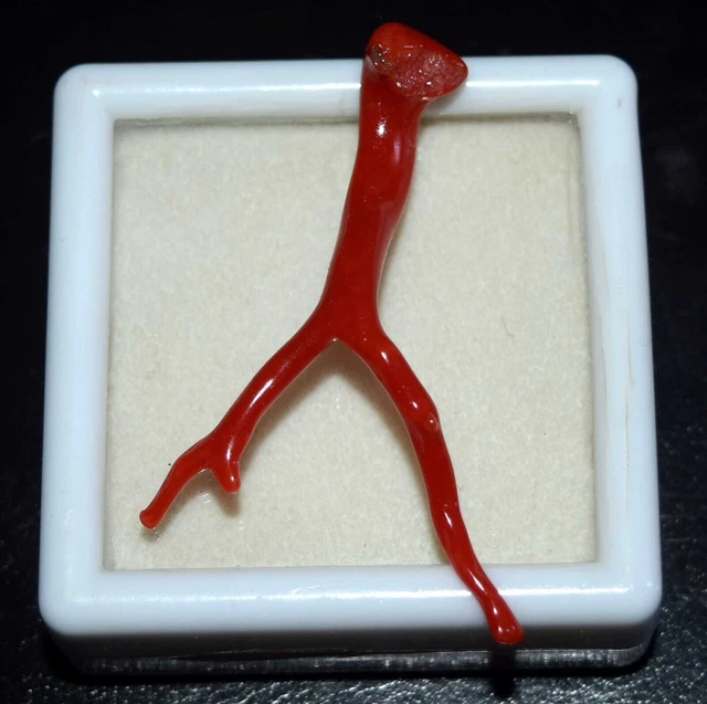Bellissimo Forma di Foglia Compressa Corallo Rosso Pietra