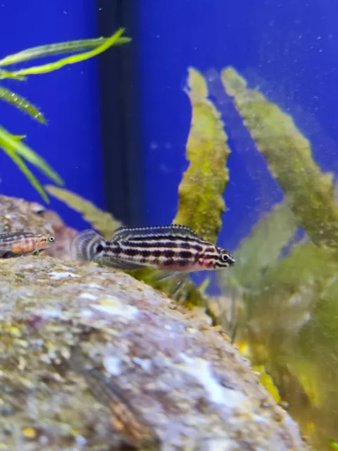 2- Julidochromis Ragani Cichlids From Lake Tananyika small  1" -2" long
