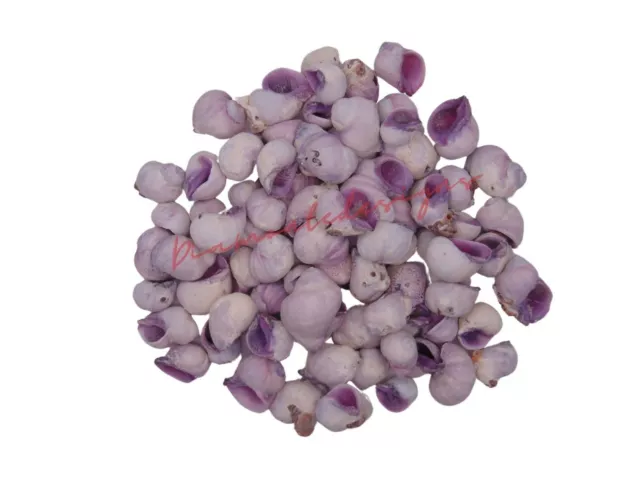 Cebu Violet Natural Shells - Seashells Beach Shells Wedding Display Craft UK