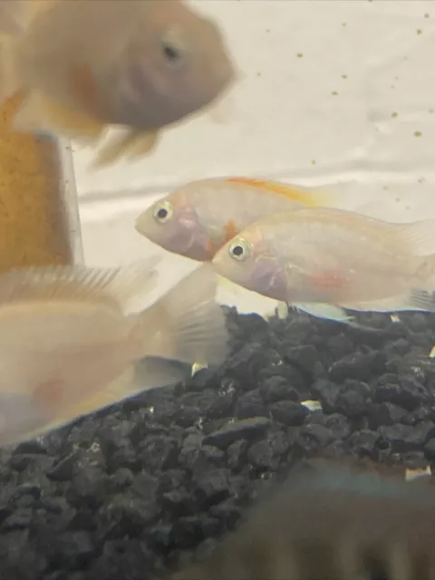 Pink Convict Cichlid Regular 1.5-2” Cute And Little 3