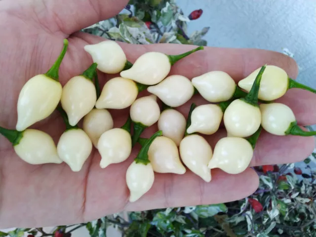 15 semi di peperoncino CHUPETINHO WHITE (+ omaggio ogni 5 acquisti)