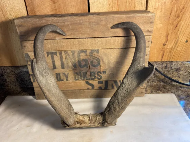 Vintage Pronghorn Antelope Taxidermy Horns