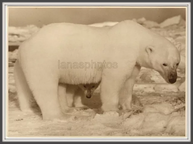 Wildlife Hayes Island Polar white bear Mom Cub hidding Great vintage photo USSR