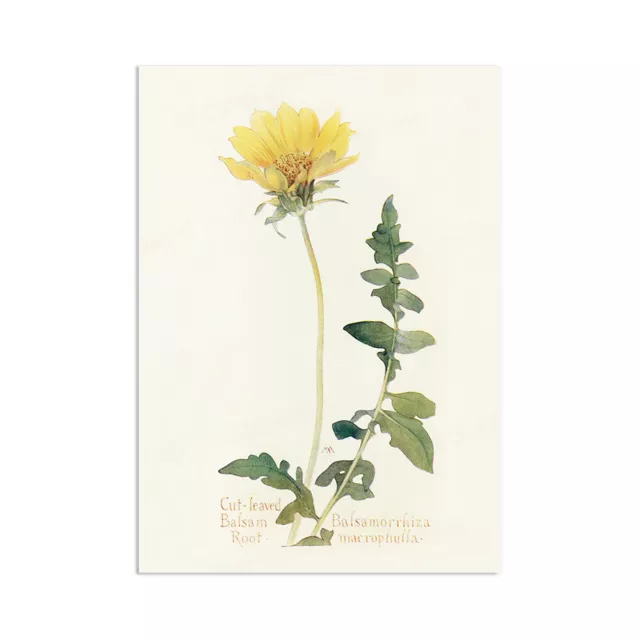 Vintage Botanical Wall Art Print Poster Flower Victorian Daisy Dandelion Pretty