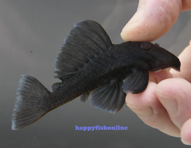 (3) Beautiful L239 Dwarf Blue Panaque Plecos! Unsexed Young Adults! Wc 6-8 Cm