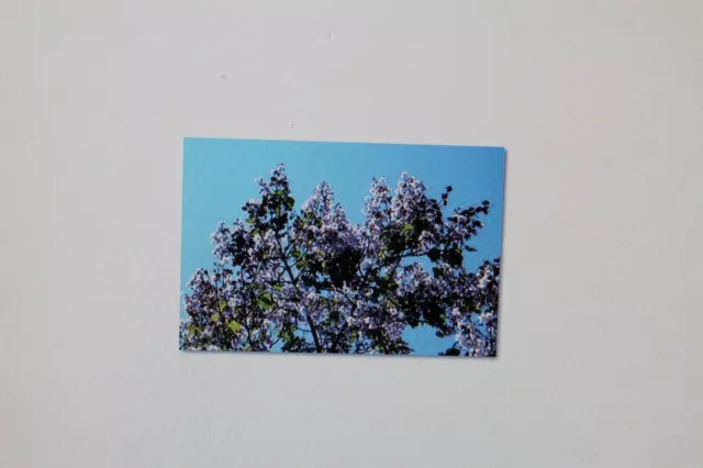 15 Samen Paulownia tomentosa,Blauglockenbaum,riesengroße,megaschöne Blüten #356