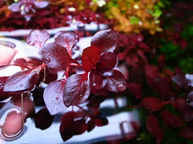 Pianta Artificiale Anacharis Per Acquario - Verde, Aspetto Naturale, Facile Pulizia E Resistente