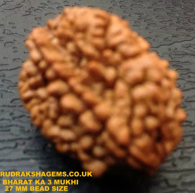 Indian Large 26 Mm Collector Three Teen 3 Mukhi Facet Rudraksha Rudraksh Hindu