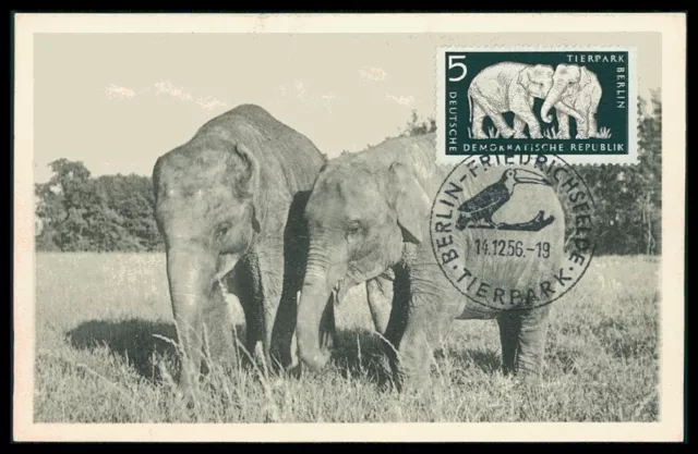 DDR MK 1956 TIERPARK BERLIN FAUNA ELEFANT MAXIMUMKARTE MAXI CARD MC CM ac17