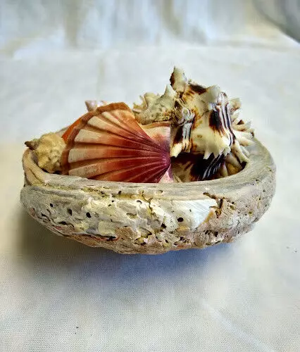Vintage California Red Abalone Sea Shell Filled with a Variety of Sea Shells 3