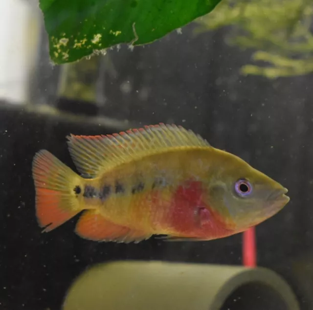 Live Trimac Cichlid (5-6" Rare Tropical Freshwater Aquarium Fish) PLS READ DESC