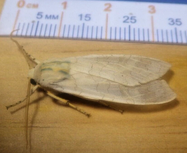 Unidentified Tussock Moth Halysidota sp. Erebidae Arctiinae Southeast Texas D13