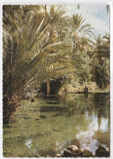 Carte Postale Couleur Cpsm Maroc Pittoresque Tinerhir Source Des Poissons Sacres