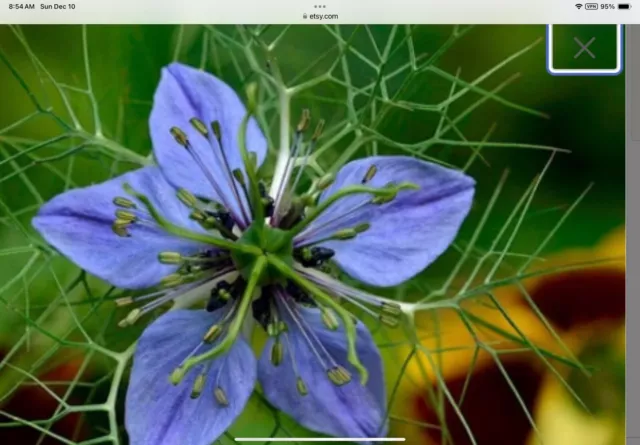 Black Cumin Seeds - Nigella sativa Seeds - Culinary Medical Organic  Seeds 15