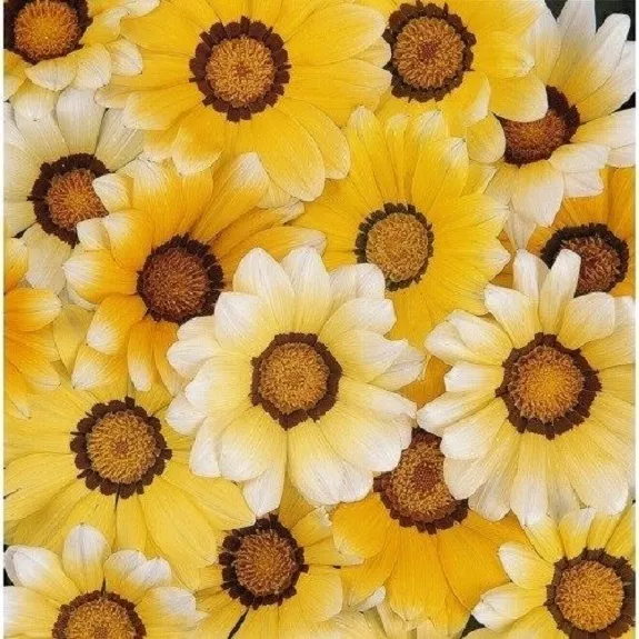 30+ Orange Cream Gazania / Drought Resistant / Re-Seeding Annual Flower Seeds