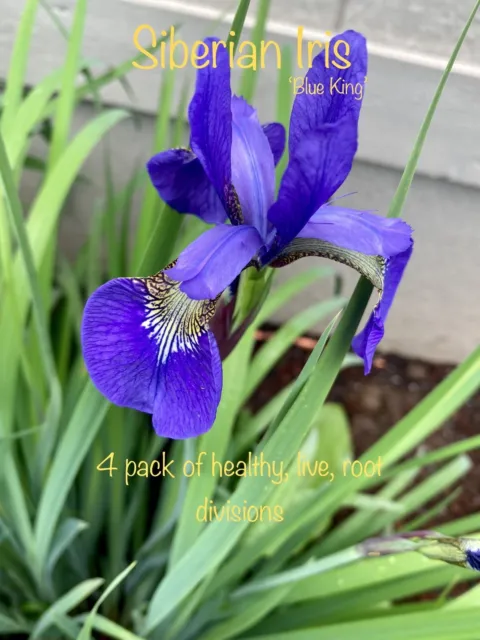 4 Pack-Gorgeous ‘Blue King’ Siberian iris Rhizomes, Root, Perennial, Hardy, Bees