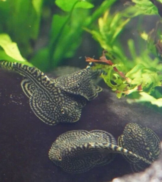 PACK OF 3 -  Striped Butterfly Reticulated Tiger Hillstream Loach Algae Eater